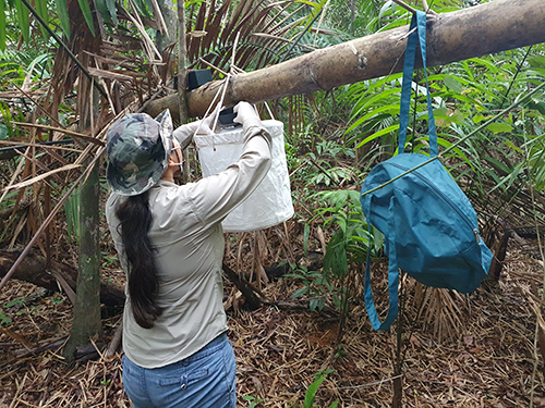sm_Picture 6 A member of Dr Valderrama´s team putting a trap to capture mosquitoes