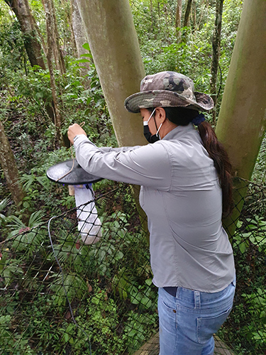 sm_Picture 7 A member of Dr Valderrama´s team putting a trap to capture mosquitoes