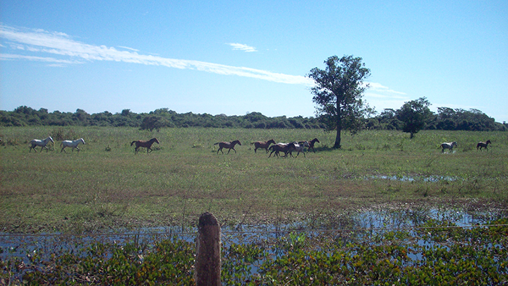 sm_Pantanal sampling site 2