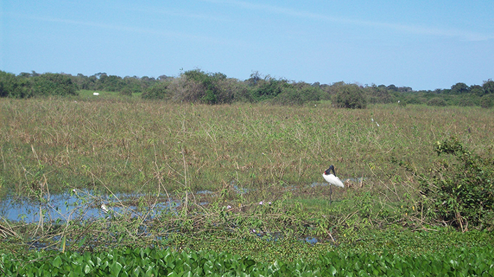 sm_Pantanal sampling site 4