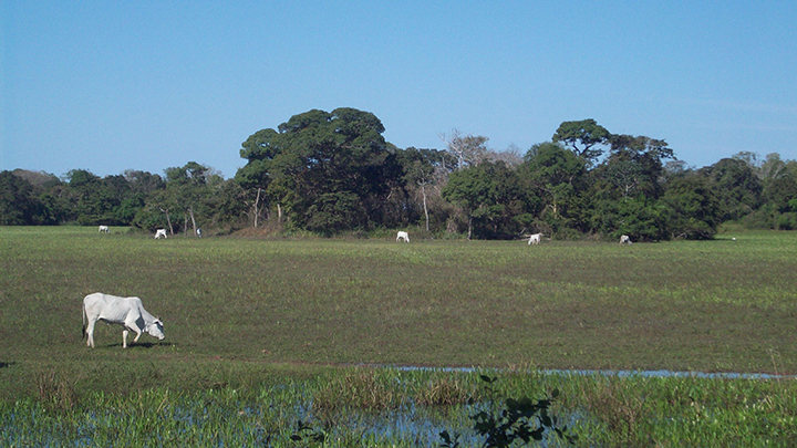 sm_Pantanal sampling site 6