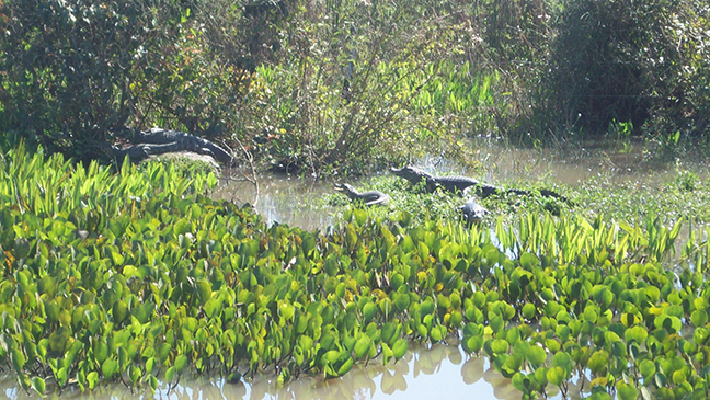 sm_Pantanal sampling site