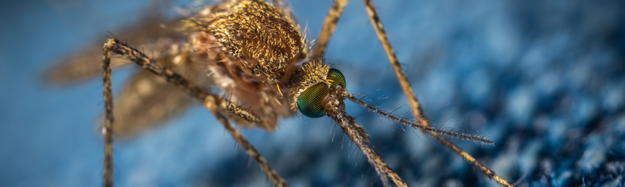 High-magnification close-up of a mosquito showing detailed compound eyes, proboscis, and fine body hairs against a blue background.