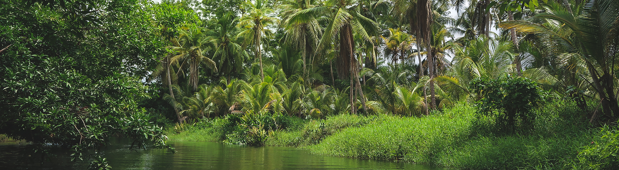Lush neotropical landscape with dense palm trees, green vegetation, and a calm freshwater waterway surrounded by tropical forest.