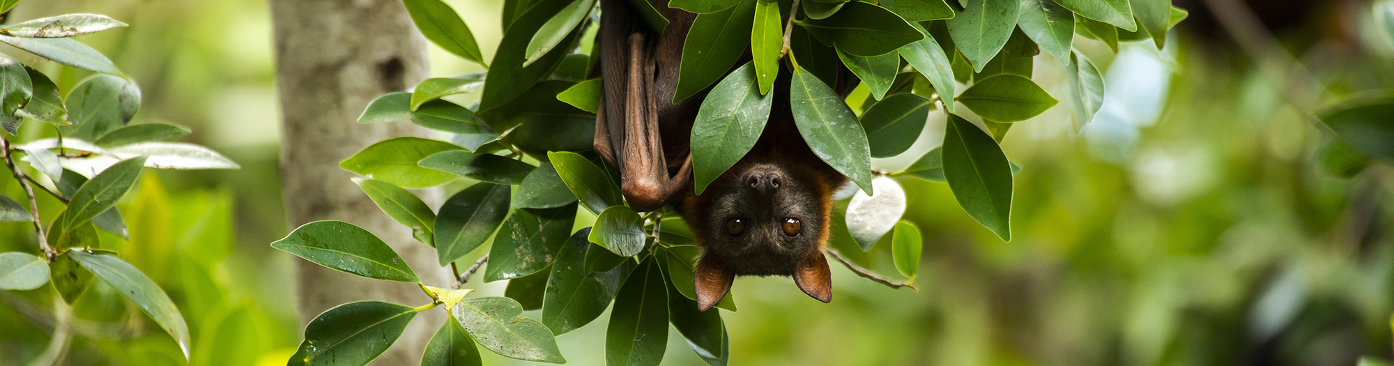 Bat hanging in tree