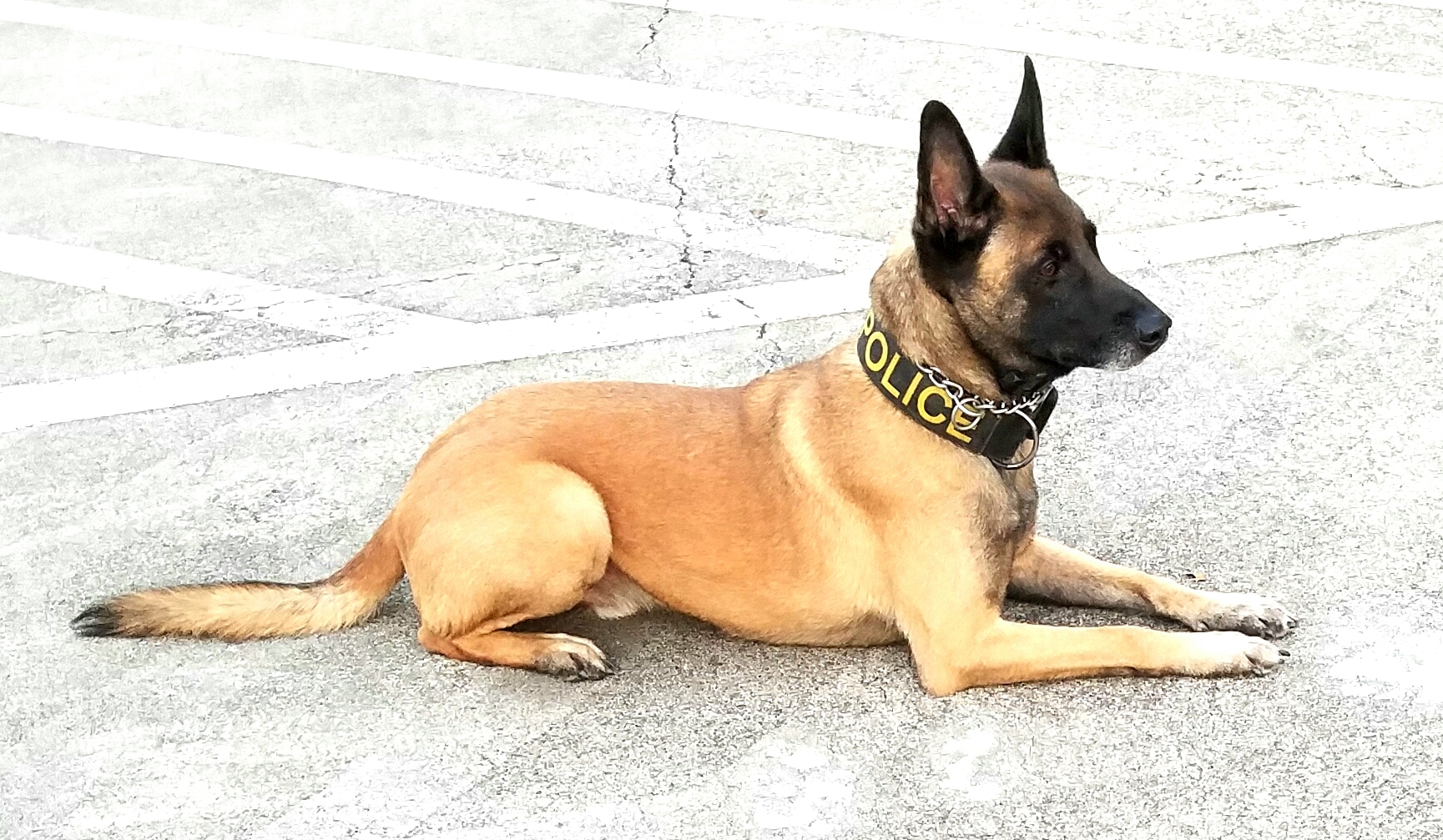 K9 (Canine) Division | UTMB Police 