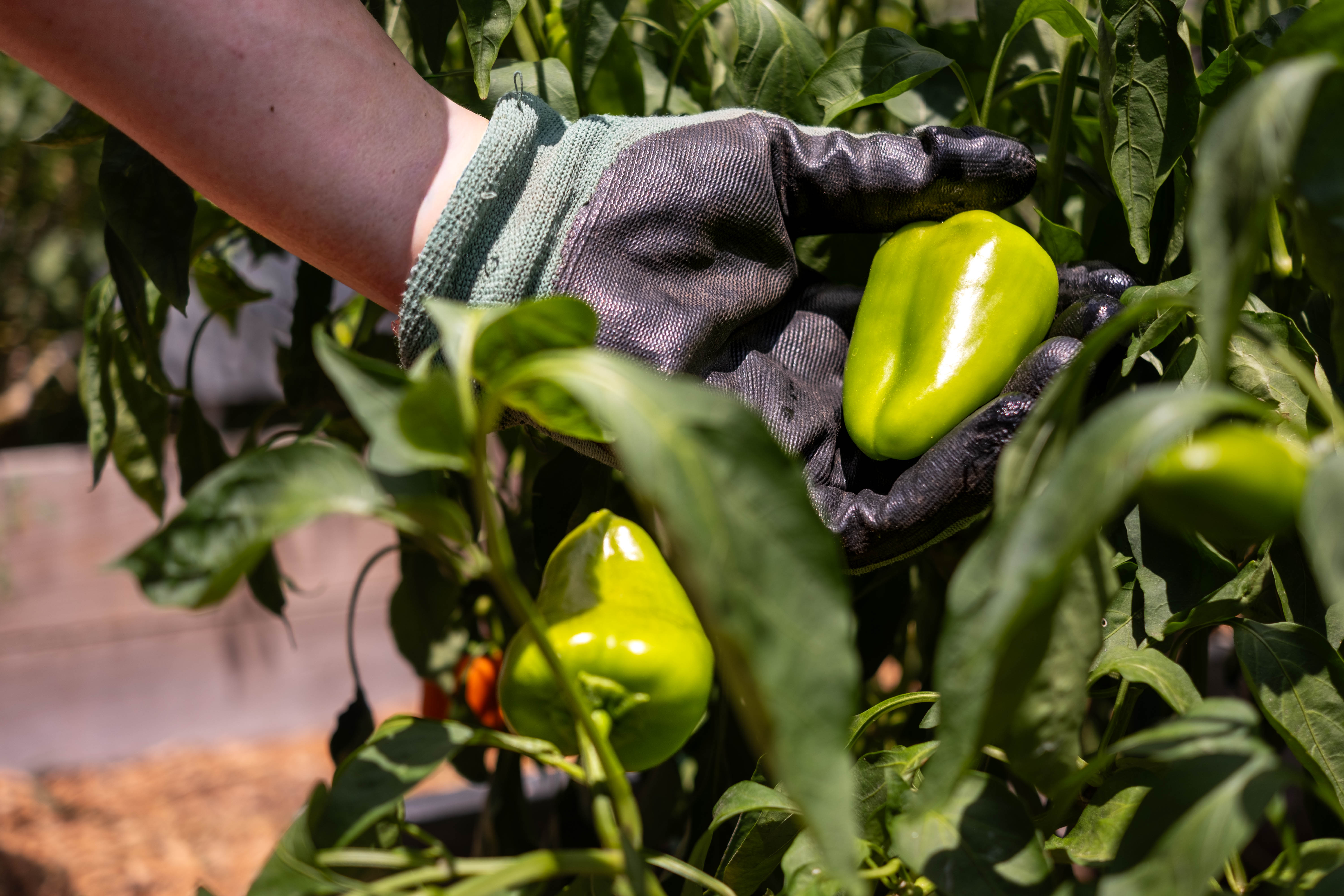 An important source of fresh produce and nutrition education for the community of Galveston, the garden expands access to fresh food for people in need. Gloved hands hold a green bell pepper while harvesting from a pepper plant. Additional peppers and green foliage are visible around the plant.