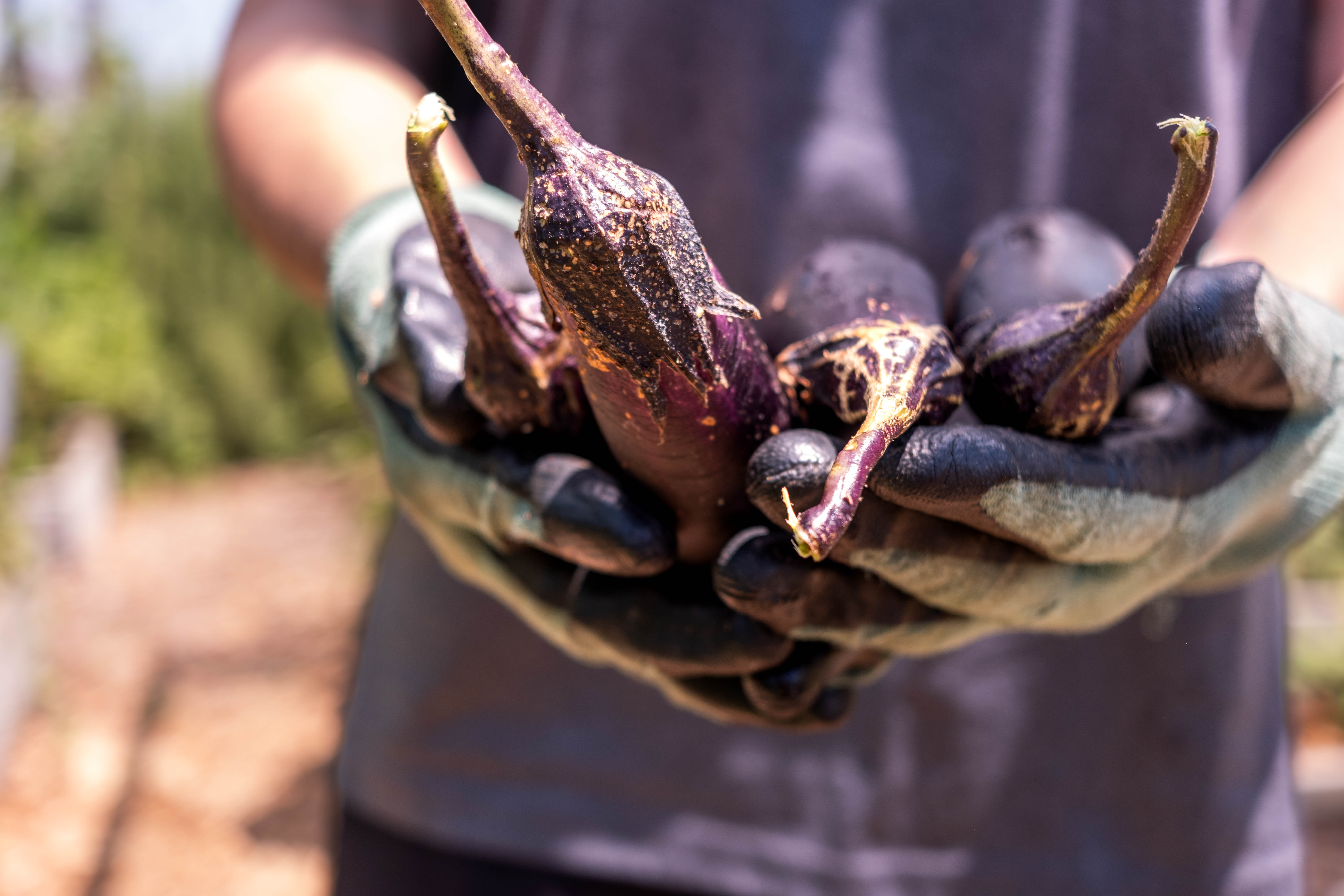 The H.O.P.E. Garden is managed by UTMB Health Department of Nutrition Sciences & Health Behavior and its graduate students, led by Blair Brown and Chris Messenger (pictured left). Gloved hands hold several freshly harvested eggplants outdoors. The background is blurred, with garden beds visible behind the person.