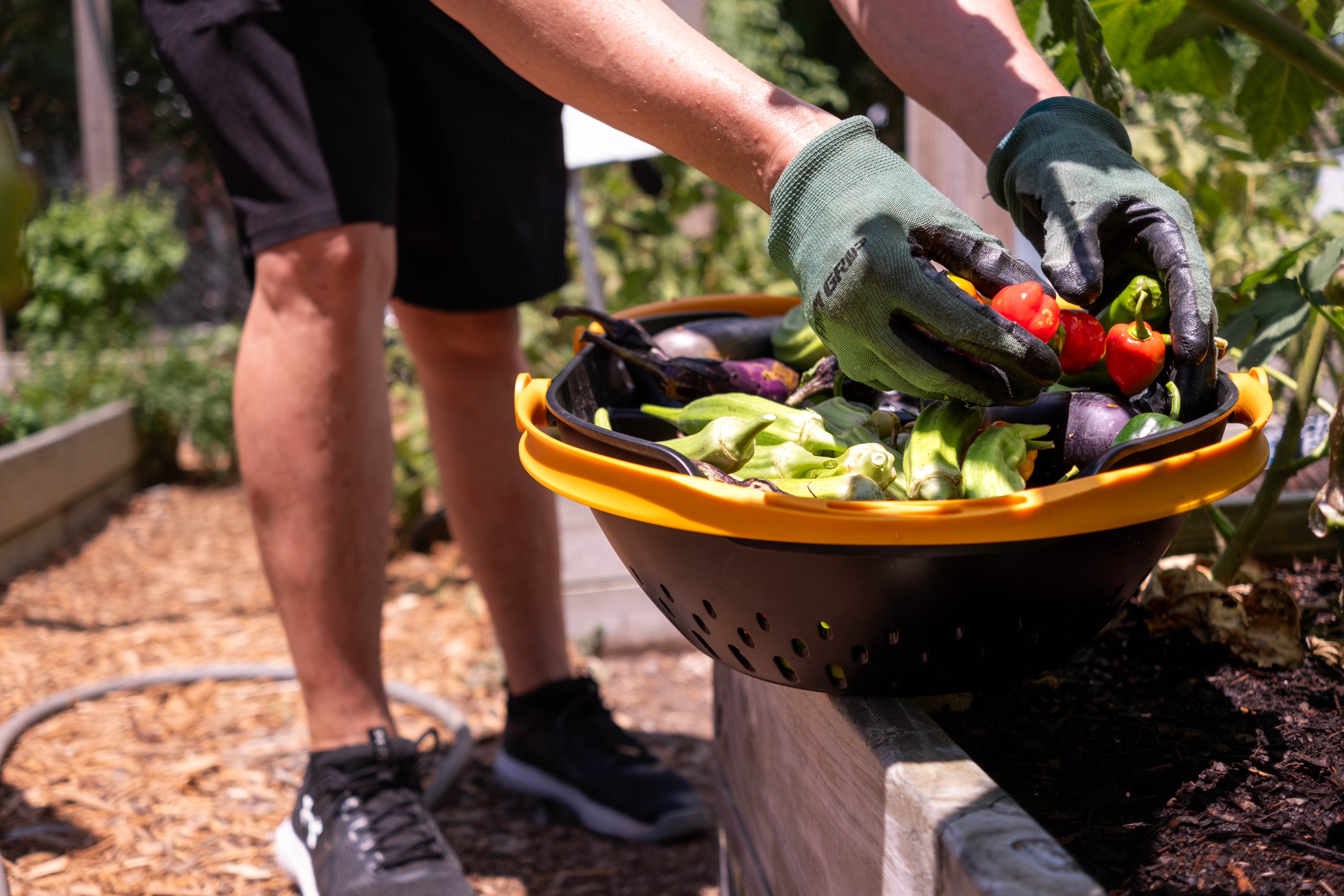 All fresh produce harvested from H.O.P.E. Garden goes directly to the St. Vincent’s House food pantry. Gloved hands place freshly harvested peppers into a colander containing assorted vegetables in a raised garden bed. Green peppers, eggplants, and other produce are visible in the basket.