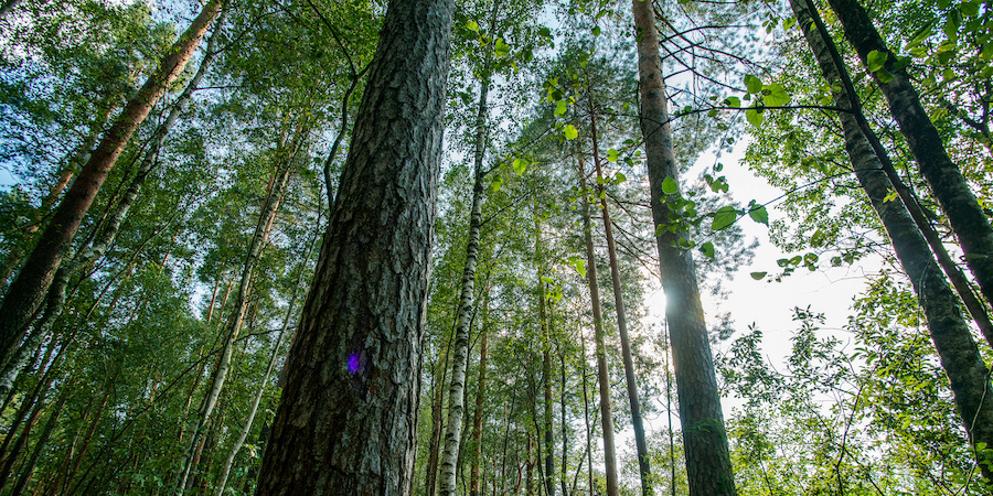 Upward view of tall trees in a forest, with sunlight filtering through green leaves and slender trunks, creating a calm, natural outdoor setting