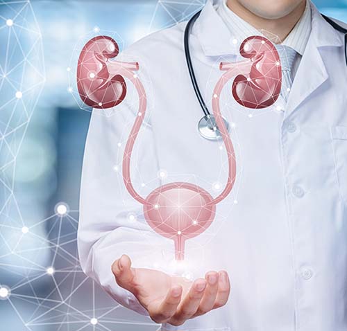 doctor with kidney and bladder graphic