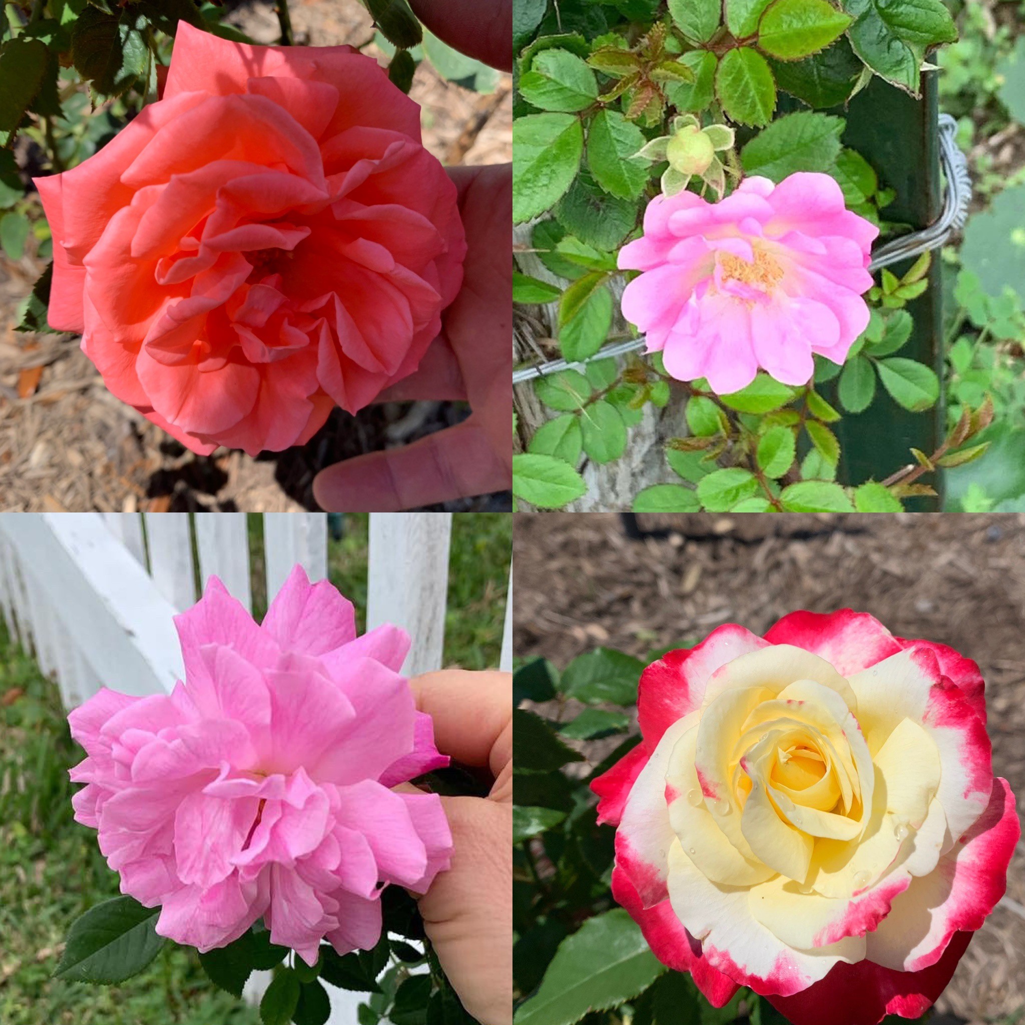 4 Roses in garden