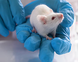 A white mouse looks up as it stands on a gloved human hand.