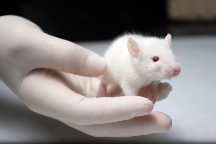 Mouse sitting on gloved hand