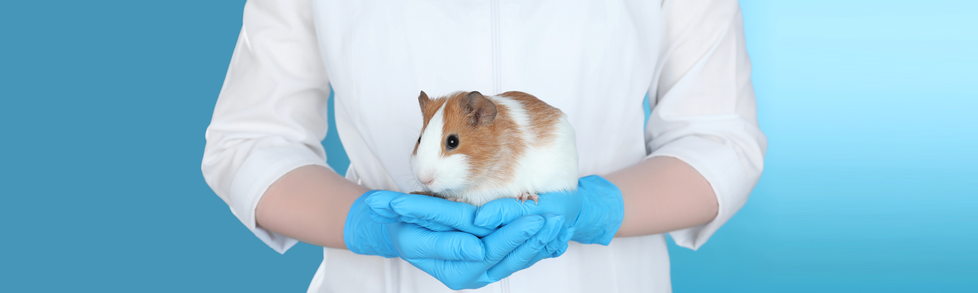 Laboratory worker wearing blue gloves holding a small guinea pig against a clean blue background.