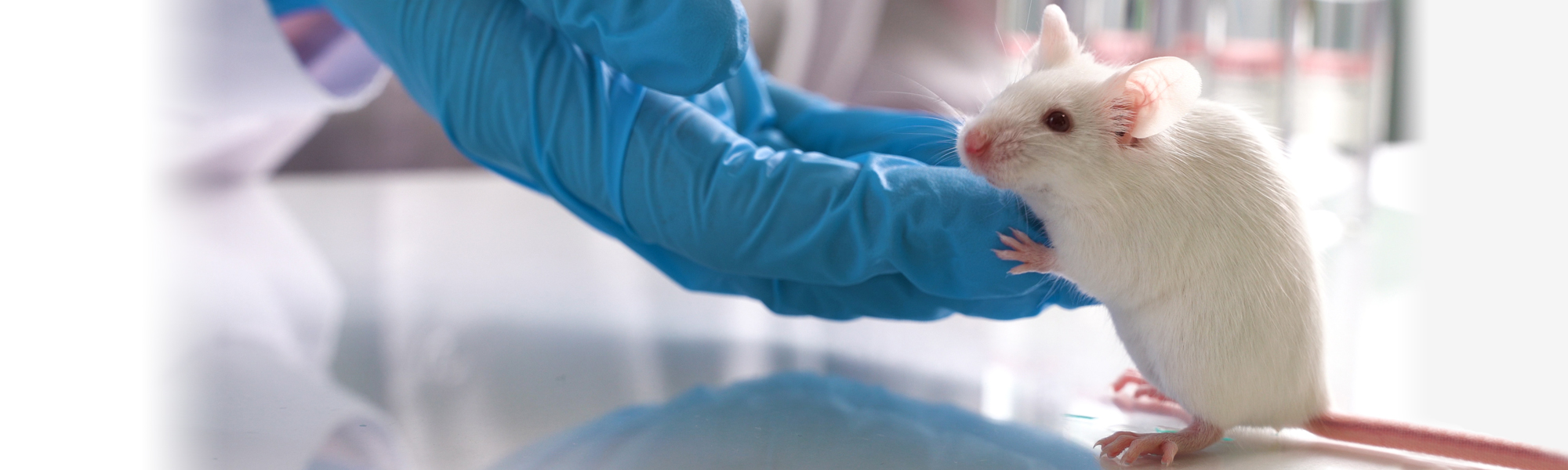 A laboratory mouse standing on a glass surface while a blue-gloved researcher’s hand gently supports it during a research procedure.