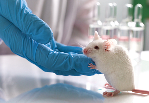 A laboratory mouse standing on a glass surface while a blue-gloved researcher’s hand gently supports it during a research procedure.