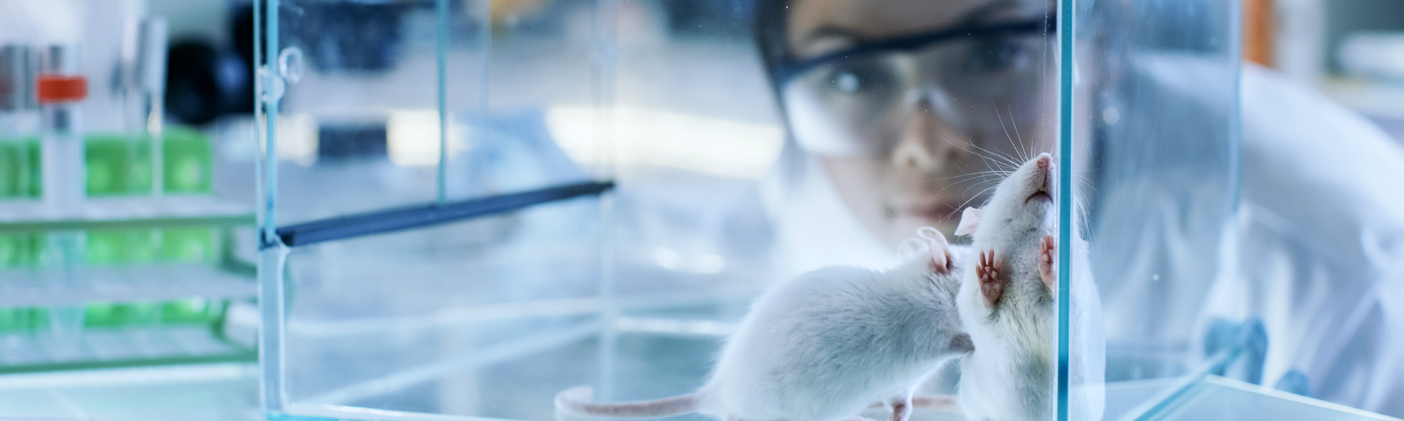 Laboratory researcher observing two white mice inside a clear enclosure, with test tubes containing green liquid visible in the background.