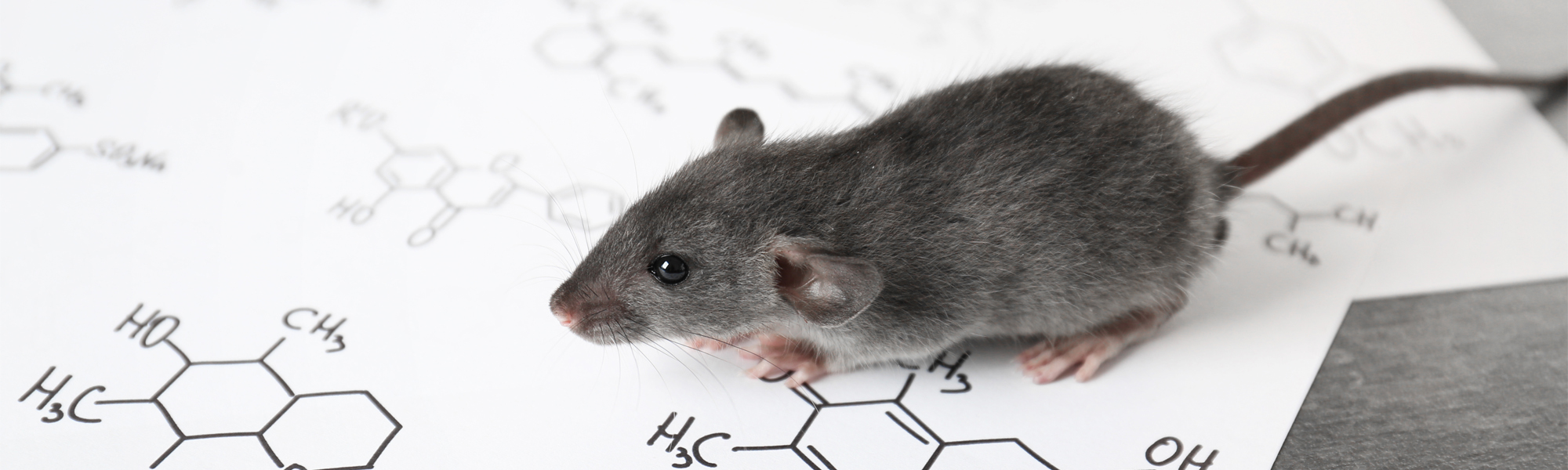 Gray laboratory mouse walking across paper with printed chemical structures and molecular diagrams.