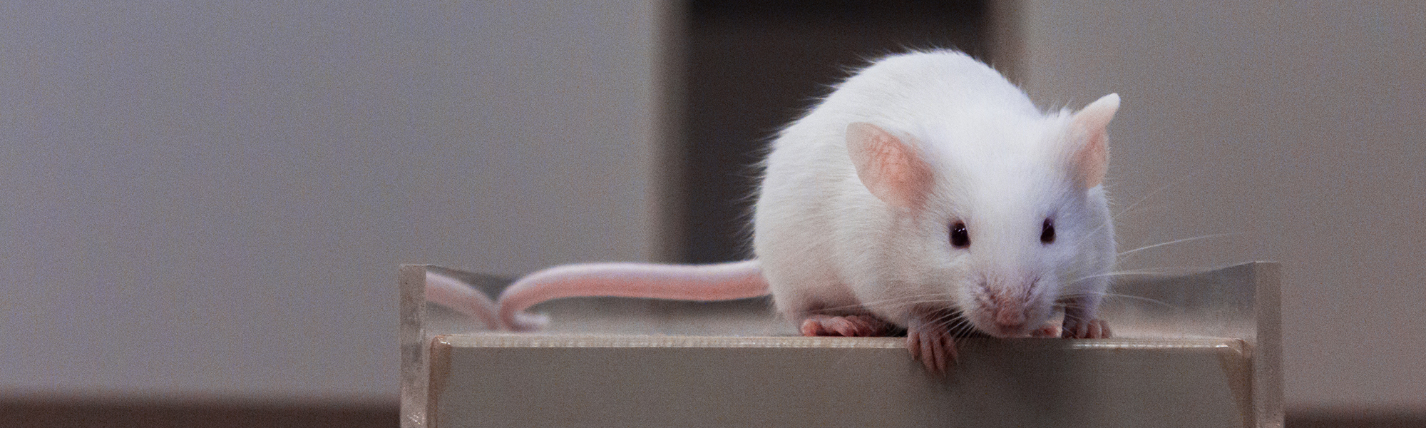White laboratory mouse standing on the edge of a clear enclosure, facing forward with its front paws resting on the rim.