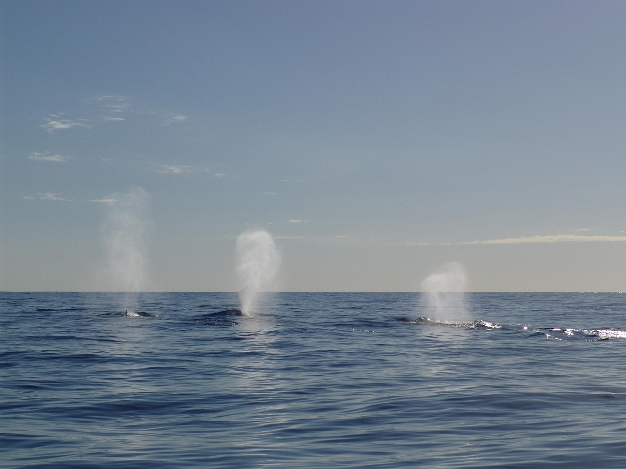 bowhead whales spraying water in ocean