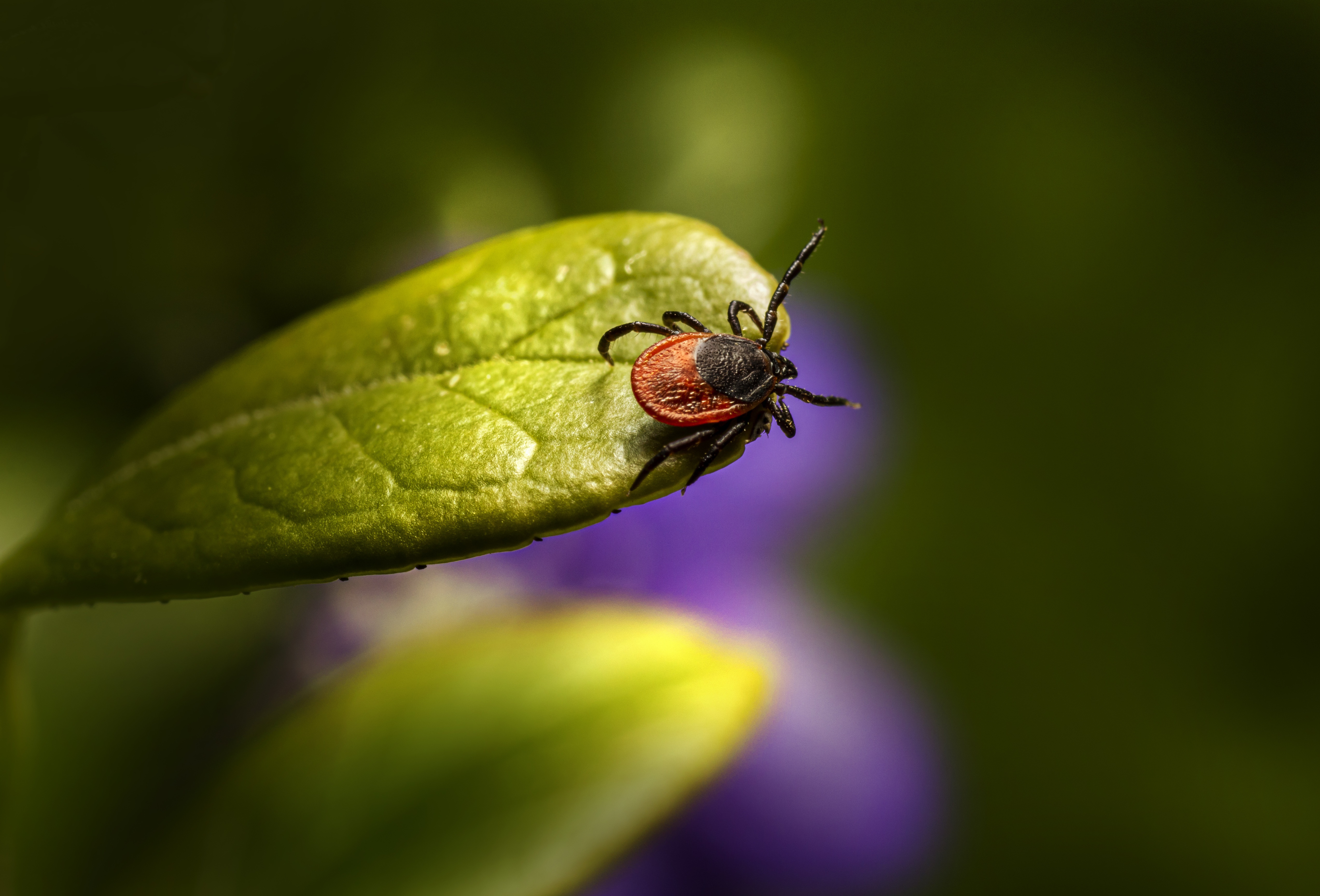 tick on a green leaf