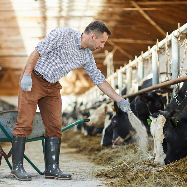 Man leans over to feed a cow that is laying down in a cow pen.