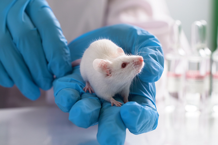 gloved hand holding a rat