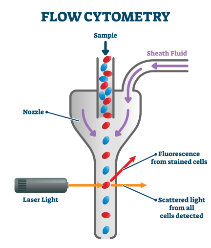 Image of Flow Cytometry