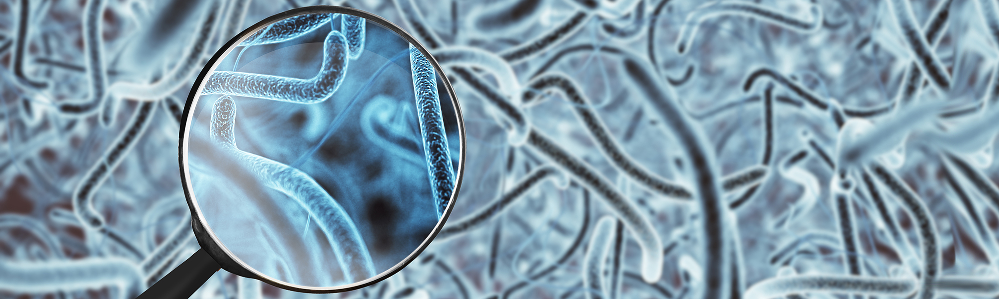 Magnified view of rod-shaped bacteria structures with a magnifying glass highlighting microbial detail against a blurred background.
