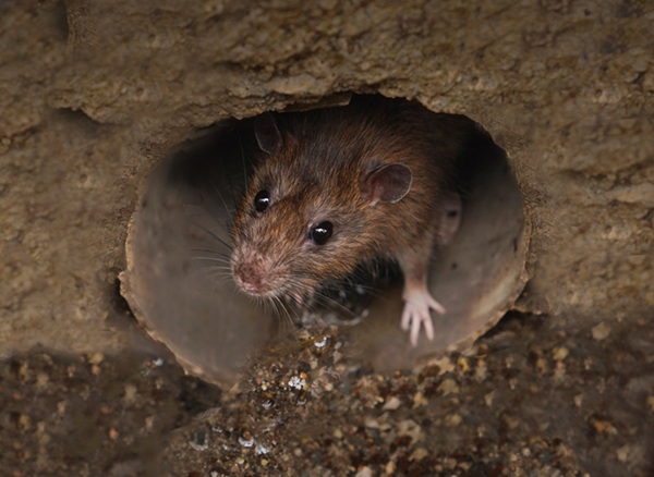 mouse crawling out of a hole