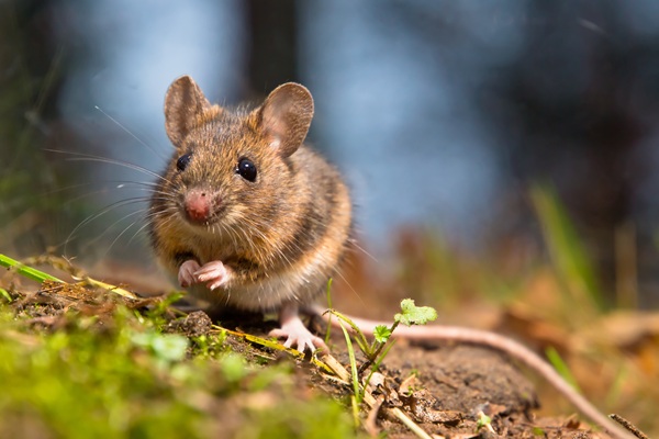 mouse in grass
