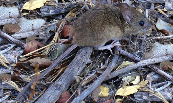 Pygmy Rice rat in field