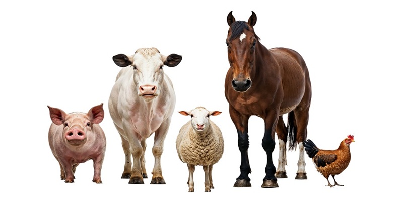 Group of animals