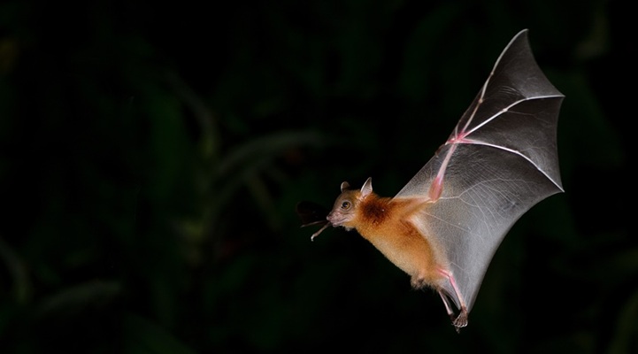 Bat flying in the air