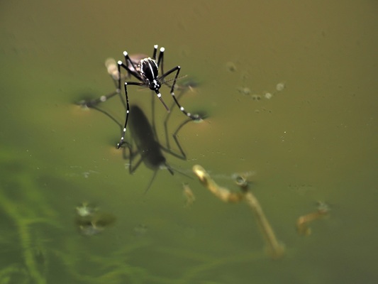 closeup of mosquito on water