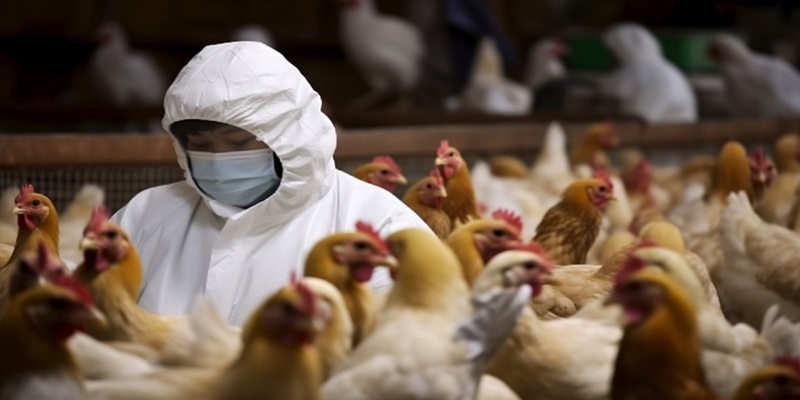 Poultry worker in chicken coop