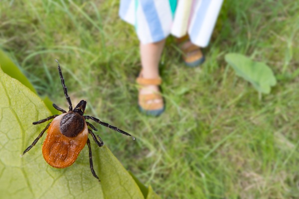Tick on leaf