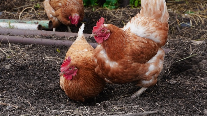Chickens walking around coop