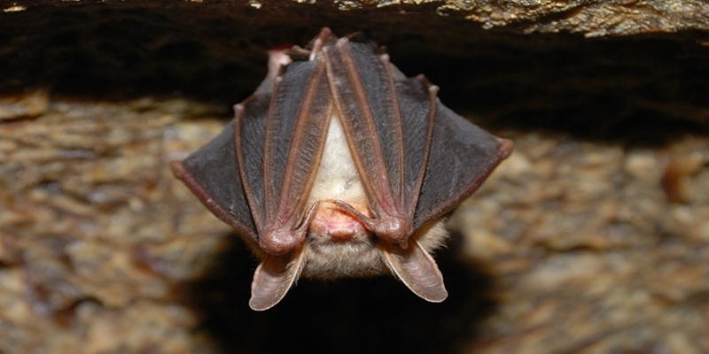 bat hanging upside down in cave