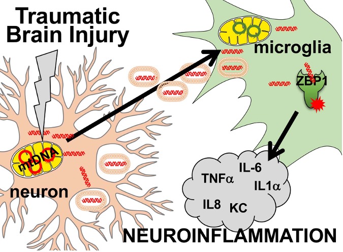 Diagram shows how neuroinflammation occurs after a mTBI.