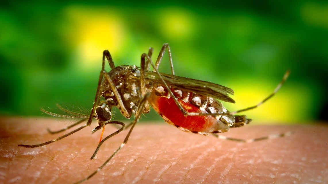 Close-up of a mosquito feeding on human skin, illustrating the spread of dengue, a mosquito-borne viral disease targeted by new UTMB research