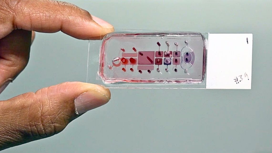Hand holding a small rectangular organ‑on‑a‑chip device with red and purple fluid‑filled microchannels visible inside.