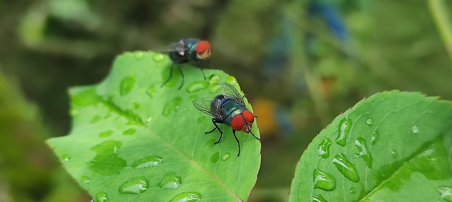 Two black flies with red eyes are shown on a green leaf dotted with water droplets.