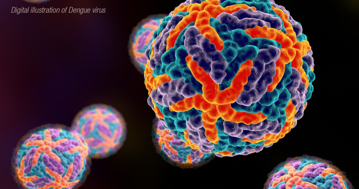 Digital illustration of the Dengue virus