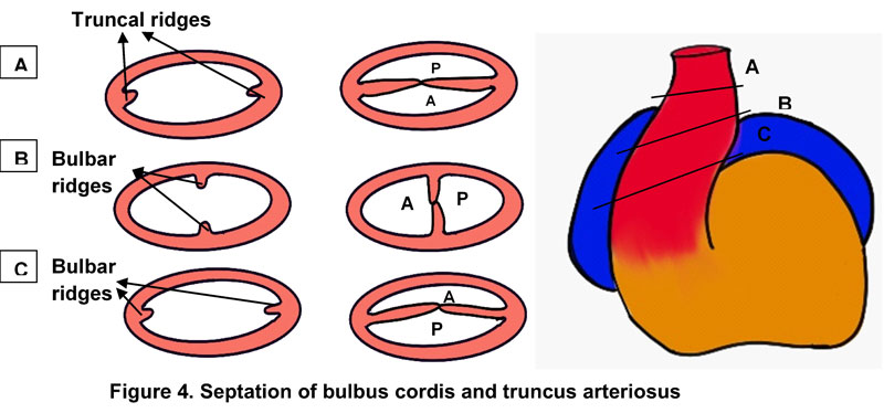 Figure 4. Septation of bulbus cordis and truncus arteriosus