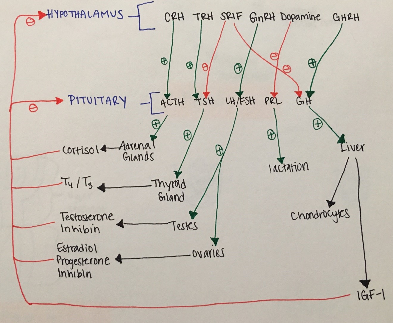 Endocrine Hormone Function Chart