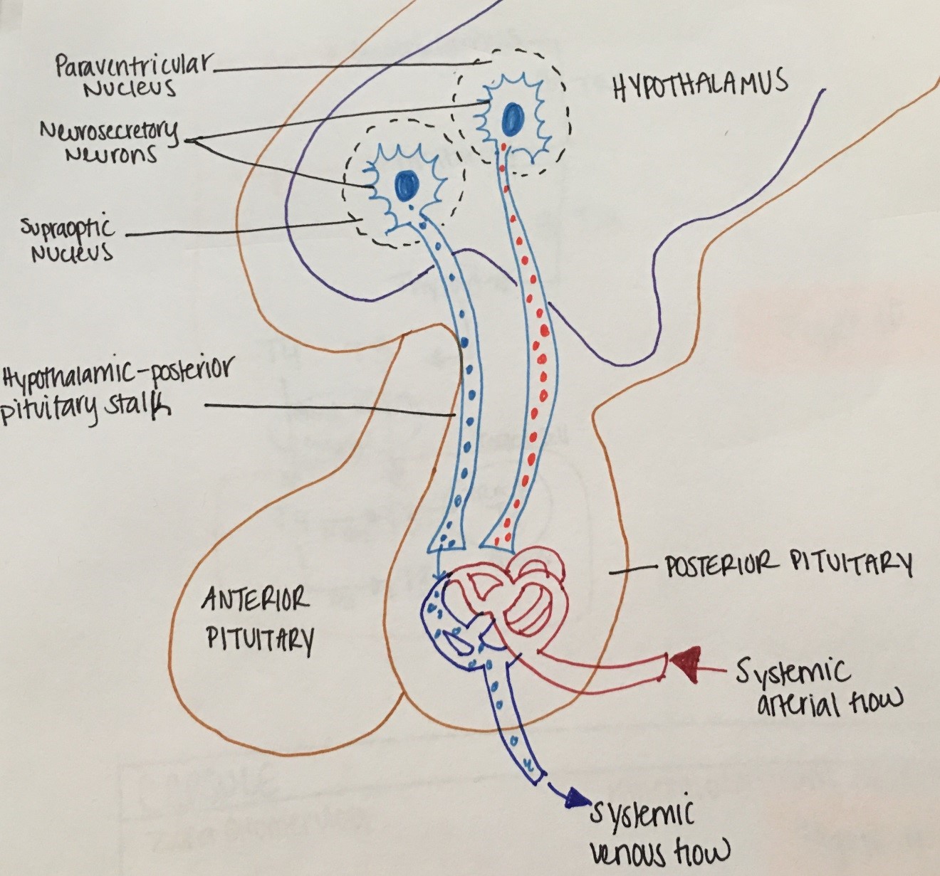 Diabetes Insipidus Vs Siadh Chart